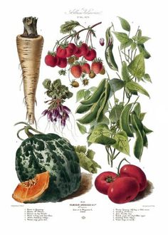 AvVsbIbCIAAfPTu.png (452×633) #veg #fruit #taschen