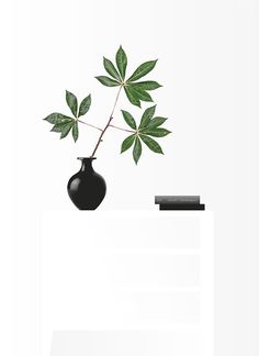 Black and White and Green #white #vase #leaf #book #black #commode #flower #green