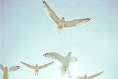 Google Reader (1000+) #birds #photography #retro #seagulls