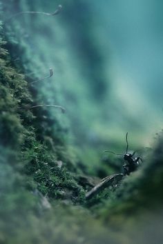 the ant thriller on the Behance Network #photography #ant