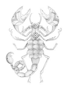Scorpion by Estúdio Self #claws #scorpion #insect #illustration #drawing