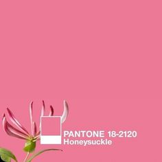 Veer: Ideas: 2011: Think pink by Pamela #pink #honeysuckle #pantone