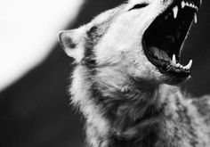 DeadFix » Grrrrr #wolf