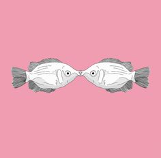 Secret 7 #friday #fish #gourami #kissing #love