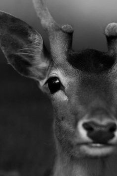 ZdjÄ™cia na osi czasu | via Facebook #antlers #deer #white #venison #eyes #black #photography #nature #ears #portrait #and #animal #beauty