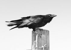 Google Reader (1000+) #blackwhite #photography #crow #bird