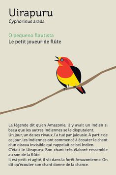 Brazilian Birds in Paris - Clayton Junior #illustration