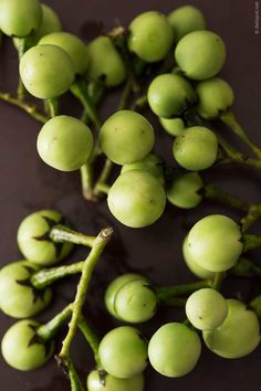 Thornless Devil's Fig aubergines Auberginen der Sorte Thornless Devil's Fig #food #foodphotography #foodphotographer #cooking #eating