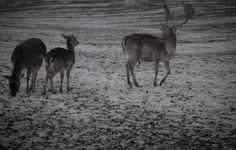 K A M I L A N O R A N E T I K #wild #deer #wilderness #landscape #photography #natural #animals #winter