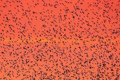 The Long Preston Murmurations by Andy Holden | Professional Photography Blog #inspiration #photography
