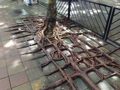 tree-roots-concrete-pavement-4 #root #photography #tree