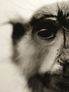 Animals on Photography Served #photography #monkey