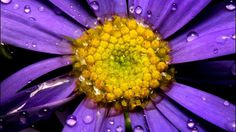 Purple Flower #inspiration #photography #nature
