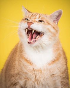 Fat Cats: Peter Thorne Captures Adorable Photos of Toronto's Chubby Cats