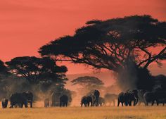 Africa #africa #split #photography #animals #tone