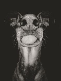 Absurdly Expressive Dog Portraits by Elke Vogelsang #tongue #pup #nose #dog