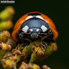 #kings_macro: Insect Macro Photography by Isaiah Rosales