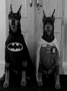 Tumblr #robin #suoperhero #dogs #batman