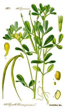 Illustration: Trigonella foenum graecum #wilhelm #flora #thom #biology #print #fauna #otto #dr #illustration #and