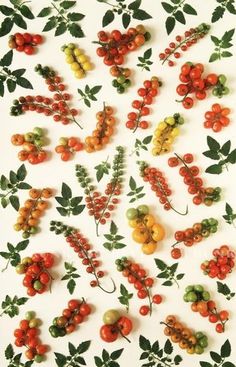 Tomatoes! #tomatoes #pattern #vegetables