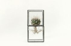 terra1_07172013 #glass #suculant #cuctus #planter