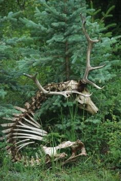 Skeleton via Baubauhaus. #photo #deer #skeleton
