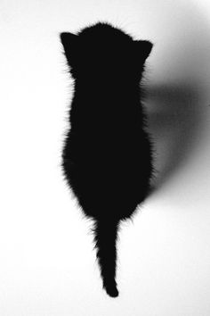 alkd;fjakds #kitten #photography #black