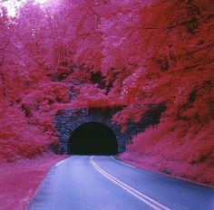 Cut+Paste » Tunnel Vision #pink #road #tunnel #photography #trees