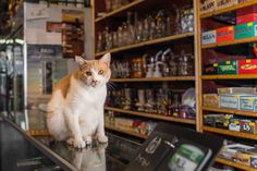 Shop Cats of New York by Andrew Marttila