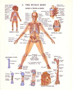 All sizes | 1970s Medical Illustration Diagrams | Flickr - Photo Sharing! #diagram #school #70s #body #human #illustration #medical #skull #bones #science
