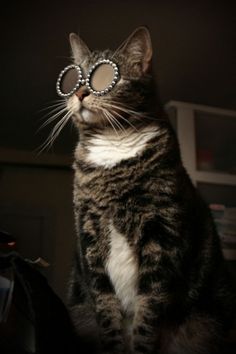 Kitty Superstar - O-OÂ Â |Â Â Cute adorable cats posted daily #fashion #sunglasses #cat #kitty