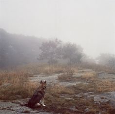 Mikael Kennedy #wilderness #photography #dog