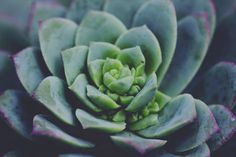 Succulent #cacti #plants