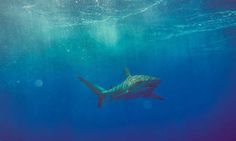 Sharks by Mako Miyamoto #inspiration #photography #underwater