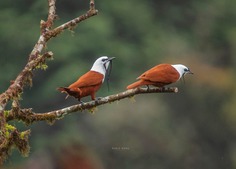 #birdsofinstagram: Fantastic Birds Photography by Mario Wong