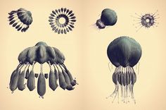 NTHN blog #jellyfish #generative