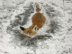 the hottest shit #fox #frozen #photo #cold #river #ice #death