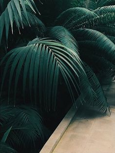 photo, green, light #photo #green #light #plant #palm #botany #botanical
