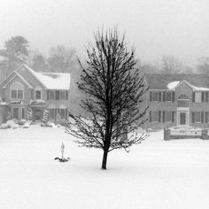 Photography – Jim Barraud #white #tree #photo #snow #black #and