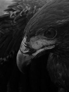 Beautiful Eagle #white #of #black #bird #beak #eagle #photography #and #prey