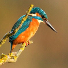 #eye_spy_birds: Beautiful Birds Photography by Dan Gibson