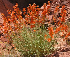 Sphaeralcea parvifolia- Desert Globemallow, Utah