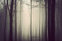 The Trees on the Behance Network #holtermand #kim #misty #dim #forest #light #tress