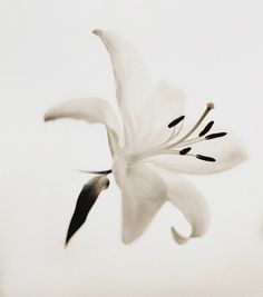 Photograph Pola Flower type 55 by Andy Lee on 500px #white #sepia #photo #& #black #photography #flower