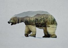 Twibfy #polar #wilderness #photo #winter #snow #landscape #photography #mask #manipulation #endangered #arctic #nature #bear #collage #animal #beauty