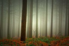 Mystical and Beautiful Forest Photography by Patrice Thomas