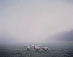 Antony Crook #antony #field #lambs #fog #mist #crook
