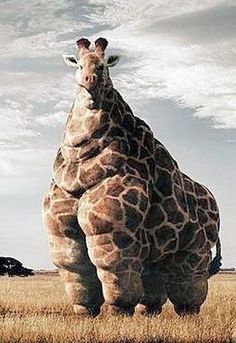 Giraffe image by ryno913 on Photobucket #fat #giraffe