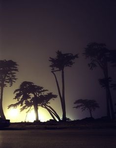 SF-tree.r.jpg (image) #los #evening #night #photography #angeles