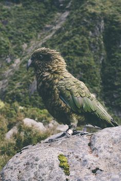 Sleepless Dreams | of-two-lands: 42° 56′ 43.43″ S, 171° 33′ 56.44″... #green #feathers #bird #photography #perch #animal #jungle #beauty
